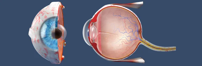 fisiología del ojo